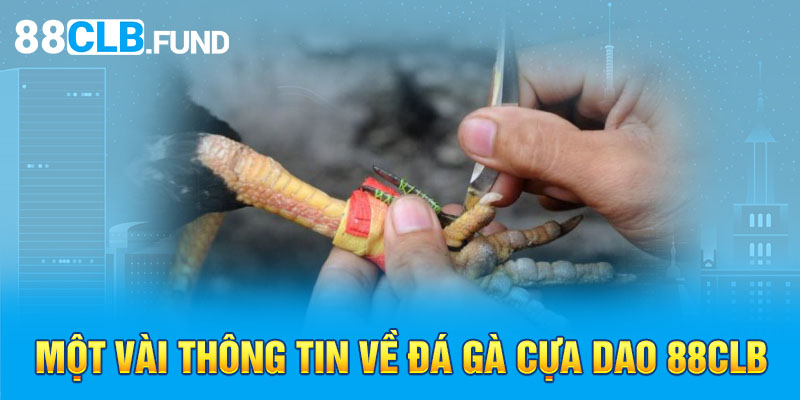 Đá gà cựa dao là loại hình đá gà chọi hấp dẫn, lôi cuốn 