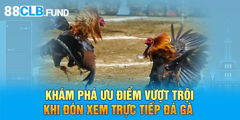 Khám phá ưu điểm vượt trội khi đón xem trực tiếp đá gà 