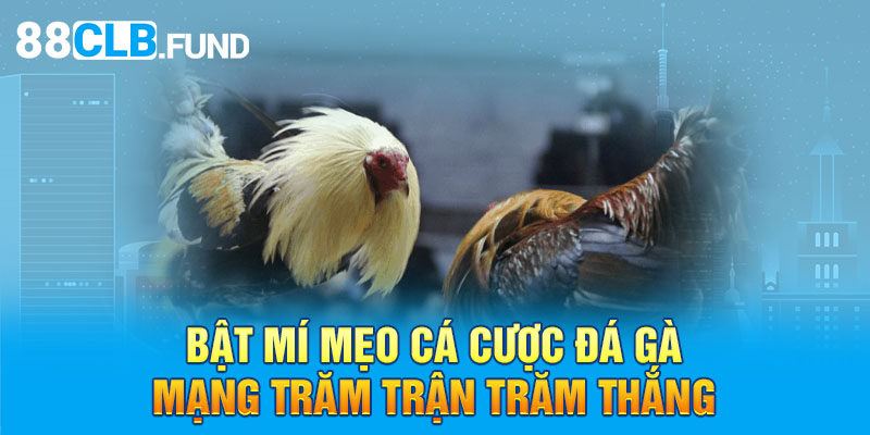 Bật mí mẹo cá cược đá gà mạng trăm trận trăm thắng