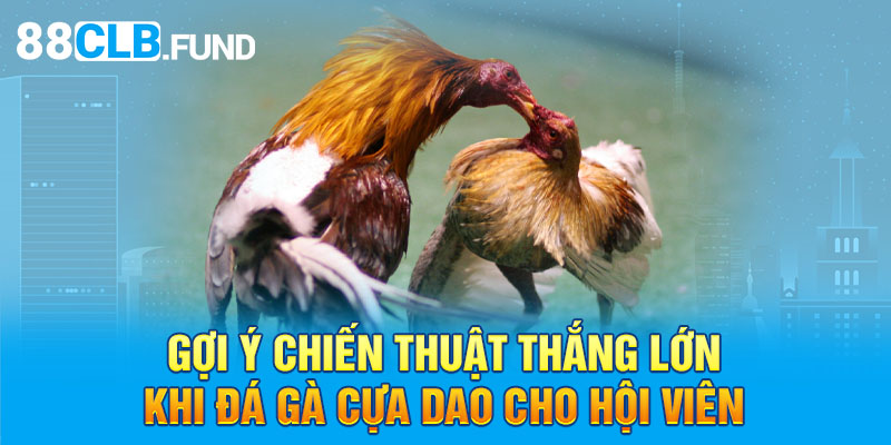 Biết cách nhìn vào phong thuỷ để xem xét tướng gà